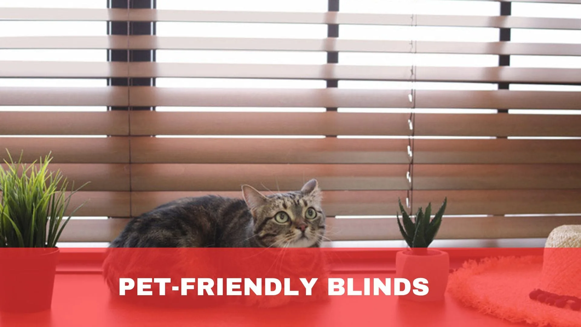 Pet-Friendly Blinds Guide